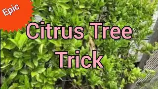 Espalier #Citrus Tree Tips for the #garden 