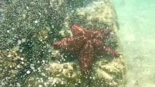 Beautiful orange Starfish at St. Thomas, USVI