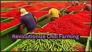 Chili Farming Techniques For Hybrid Chili Production | Jalapeno Pepper Farm And Harvest