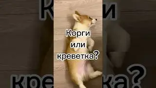 Корги или креветка? 🍤 #корги #corgi #funnycorgi #dog #щеноккорги #смешныевидео #милыйщенок