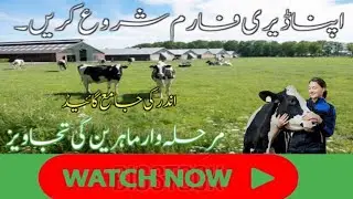Comprehensive Guide to Starting a Successful Dairy Farm / Irfan Sial