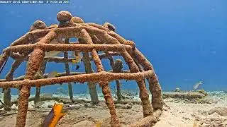 Harbour Village Bonaire Coral Reef