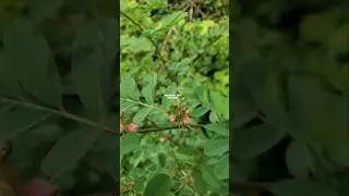 TANAMAN TARUM ‼️ Indigofera tinctoria #tarum #nila #indigofera #Indigoferatinctoria