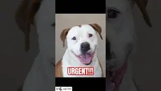 🚨EXTREMELY URGENT 🚨Chief IS IN ABSOLUTE DANGER OF EUTH AS EARLY AS TOMORROW