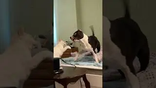 Не бой а поединок фехтовальщиков 🤣🏴&zwj;☠️#собака #pets #amstaff #cat #funny  #котики #dog #щенки #ufc