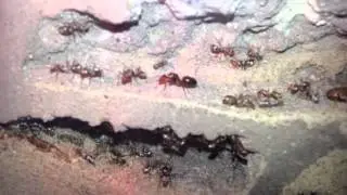 Cataglyphis bombycinus
