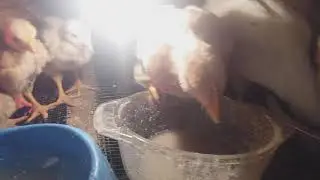 ep1, Afacere prepelite, prezentata pas cu pas
