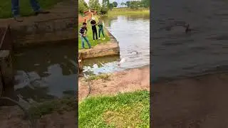 #shorts đam m&ecirc; c&acirc;u lure c&acirc;u c&aacute; giải tr&iacute; #118 #fishing #cauca