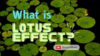 What is Lotus Effect?