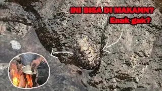 Mossy chiton Tengkiat | kerang aneh yang bisa di makan! Class polyplacophora
