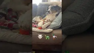 Как бы мне хотелось поспать, но&hellip; #собака #собачьишорты #домашниеживотные #животные #смешно #лол #сон