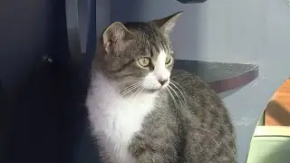Happy International Cat Day!