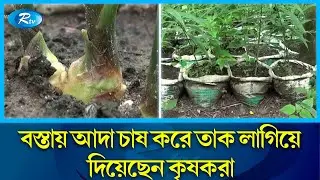 ১৬ হাজার বস্তায় চাষ হচ্ছে ৫০ লাখ টাকার আদা! | Ginger Cultivation | Rtv News
