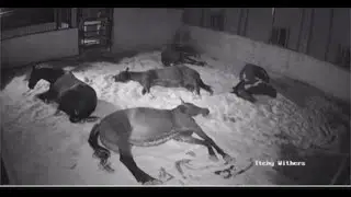 12/4/25 Cold Winter Night with the Horses #horse #rescue #winter