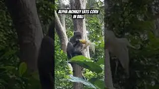Alpha Monkey eating corn #monkey #animals #bali #nature #alpha #corn #shorts #viral