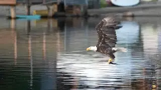 Close up slow motion eagle feeding on trout on Lake Morton