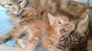 Rescue Kittens Fighting For Milk And Mom Cat Teaching Them Manners By Growling