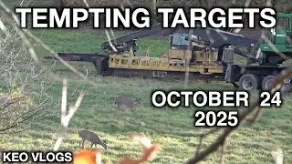 Tempting Targets At 25 Yards