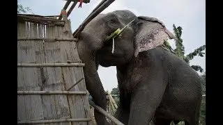 Elephant as a bulldozer for demolition