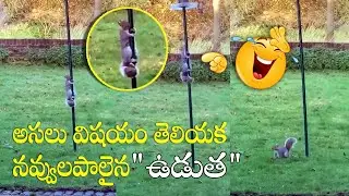 squirrel sliding from a pole funny video | Telangana99