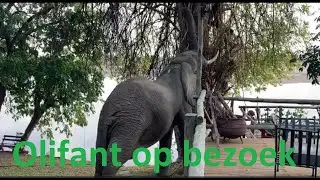 Olifant op bezoek