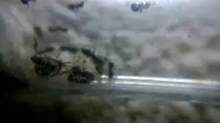 Lasius brunneus