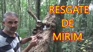 RESGATE de abelha MIRIM de tronco podre que derrubei