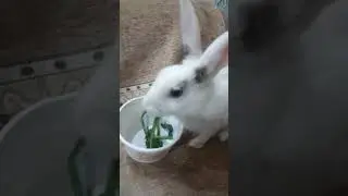 my bunny 🐰 is eating his foods 😋 #rabbit #mybunny #bunny #mycuterabbit #cute #animals #cutebunny