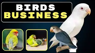 how to get profit from Birds Business