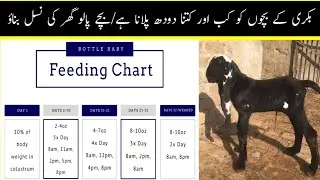 baby goat feeding schedule | baby goat feeding bottle | baby goat feeding