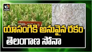 యాసంగికి అనువైన రకం తెలంగాణ సోనా | Benefits Of Telangana Sona Rice | Matti Manishi | 10TV News