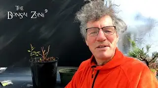 My Purple Smoke Tree, The Bonsai Zone, March 2022