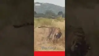 ⭕ Tiger Vs Python!! l #shorts