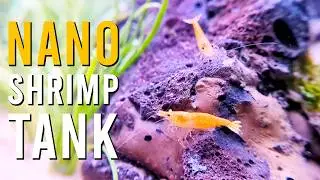 Orange Pumpkin Shrimp 🦐 Aquascaping A Stunning Nano Shrimp Tank