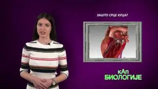 Kap Biologije - Cirkulatorni sistem