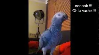 PERROQUET QUI PARLE ....CHANEL GRIS DU GABON