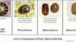 List of Arthropoda of Order Sphaerotheriida. pill millipedes Zoosphaerium Arthrosphaera Loom Love