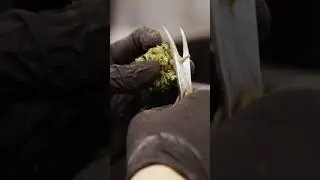 Cultivo indoor de Cannabis: Guia completo gratuito para download #grow #shorts