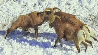 Wild Rams Fighting To The Death