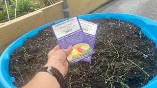 Onion seeds and starters in baby pool!  Fall gardening in North Texas.