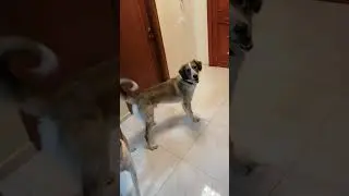 #dogs #pets #petlover #petlovers Meet my furry best friends 🐶