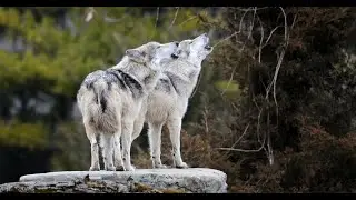 Saving Life on Earth: Help Save Gray Wolves