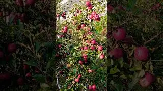 The shape of the M9 T-Rex Gala apple is now looking good 2025 #Short