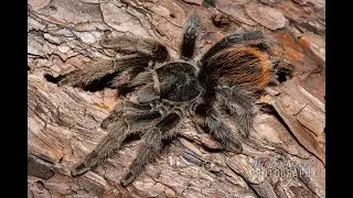 Aphonopelma marxi: Gorgeous American tarantula in natural habitat