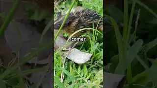 Hemicentetes semispinosus #curiosidades #shortsvirais