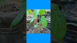 The Growing Medium That Makes Plants Grow Faster! #gardening #planting #garden