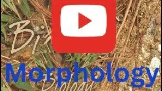 #Neet androecium#Neet morphology#stamen#carpel#epipetalous#epiphyllous#monoadelphous#diadelphous