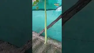 6.5 feet tall _ it's awesome brother 9467406642
