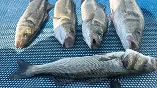 SU ÜSTÜ - WTD AKSİYON LEVREK AVI #wtd #levrek #seabass #seabassfishing #balıkavı #fishing #lrf