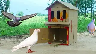 Easy DIY Quick Pigeon Trap Using Cardboard Box - Trap Processing